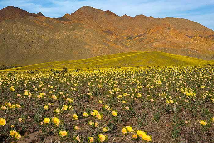 Death Valley Super Bloom Death Valley Super Bloom
