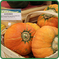 Ramps Kindred Squash