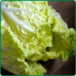 Napa Cabbage