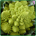 Ramps Romanesco