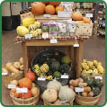 Winter Squash