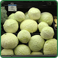 Green Cabbage Green Cabbage