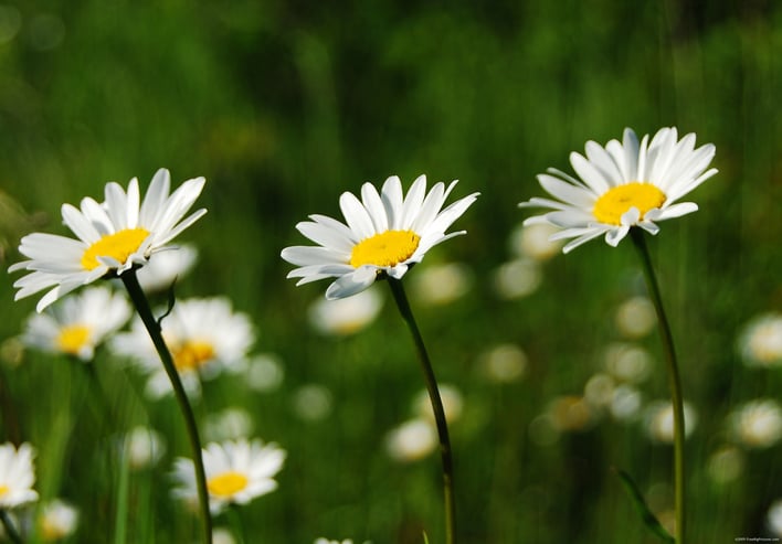 Daisies And Their Meaning