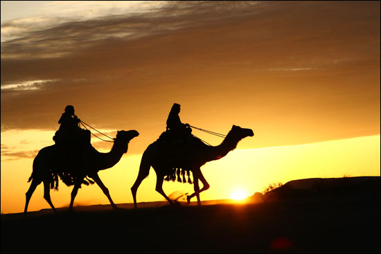 saudiarabia camels