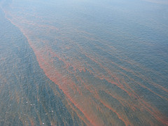 Gulf of Mexico oil spoil