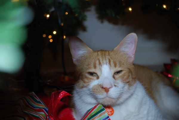 school year 2008 2009 024 resized 600