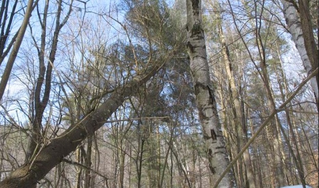 Falling Tree Strategy