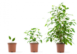 Photo Scanning Customer Growth Photo Scanning Customer Growth