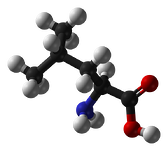 Leucine, the most anabolic Amino Acid