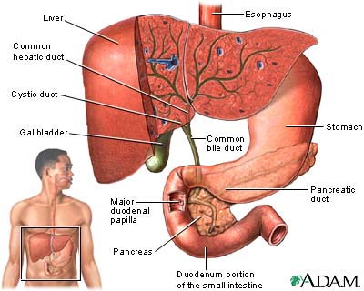gallbladder