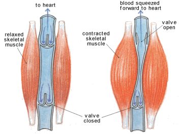 leg veins