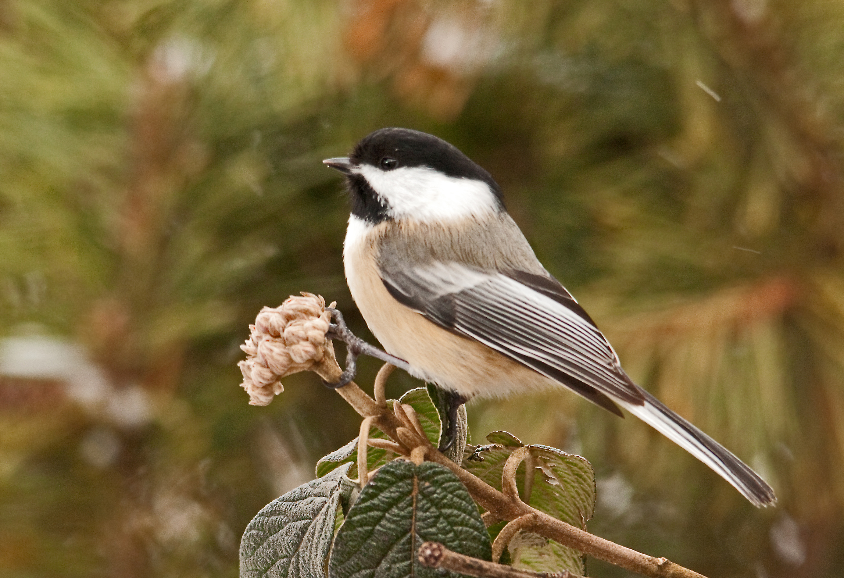 all about birds black capped chickadee all about birds black capped chickadee
