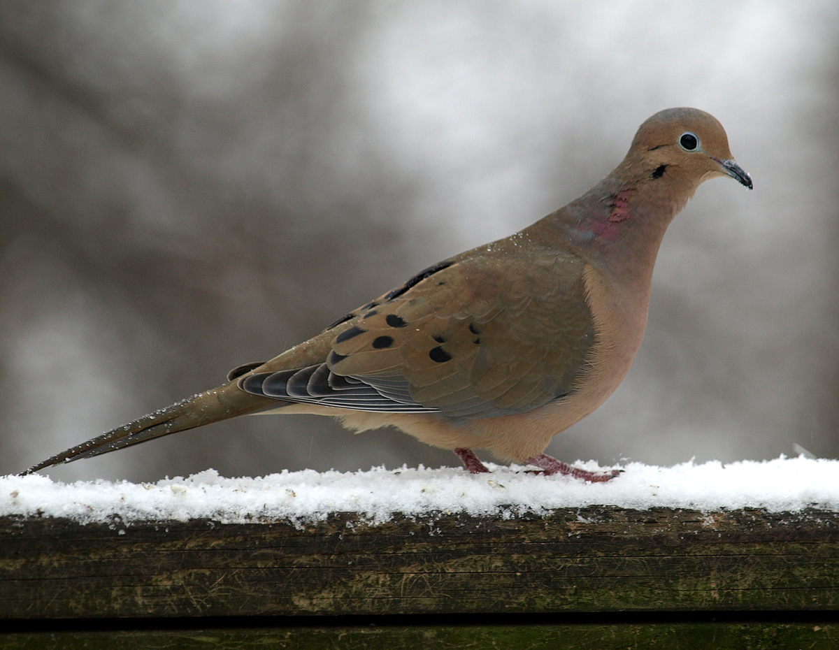 all about birds mourning dove all about birds mourning dove