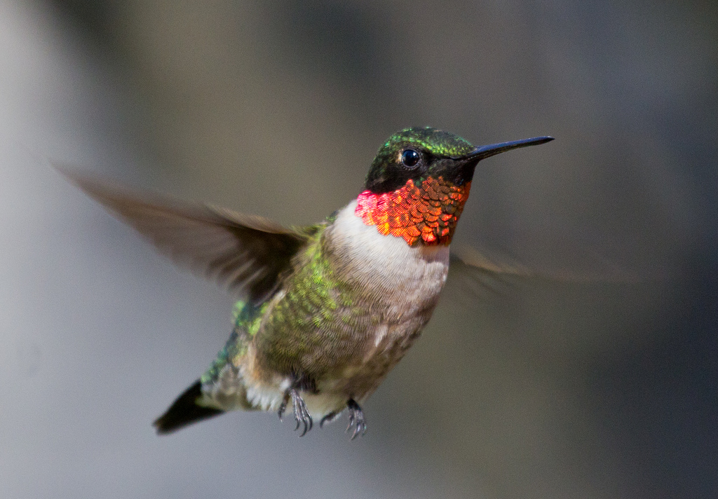 all about birds ruby throated hummingbird all about birds ruby throated hummingbird