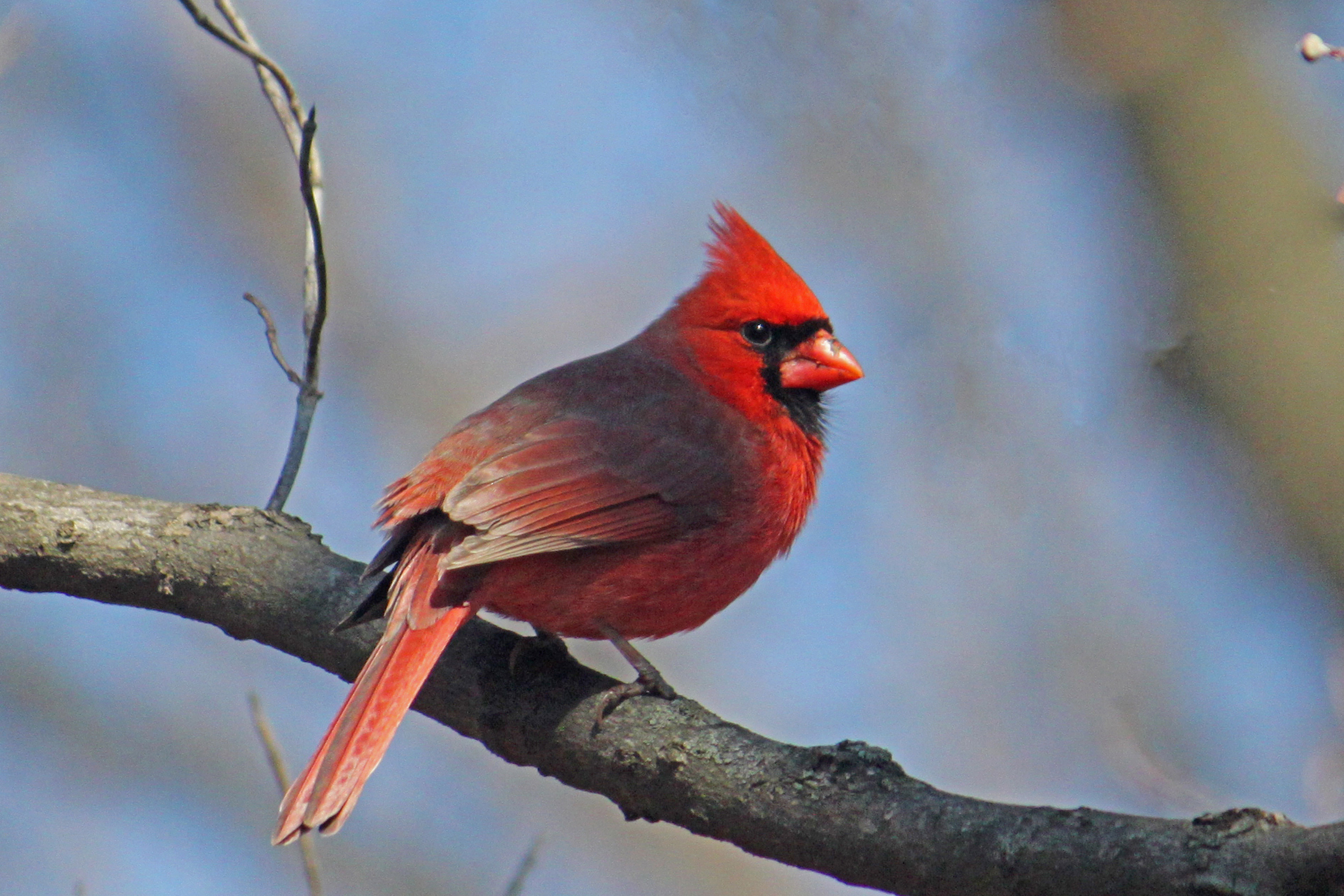 all about birds northern cardinal all about birds northern cardinal