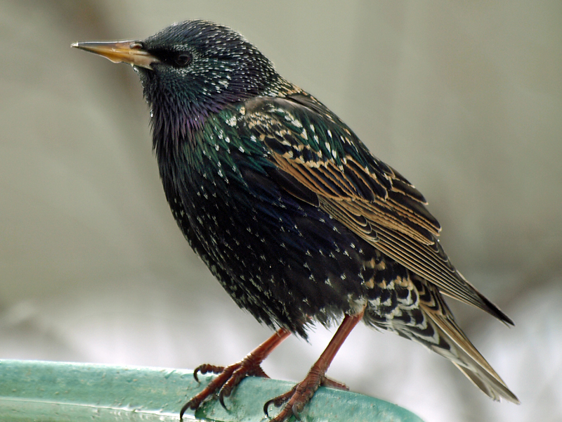 all about birds european starling all about birds european starling