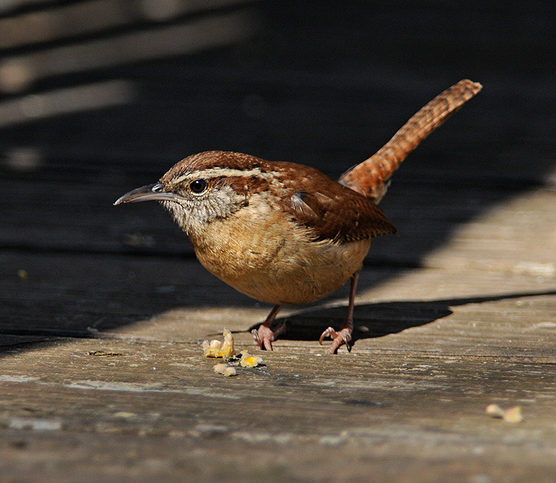 all about birds carolina wren all about birds carolina wren