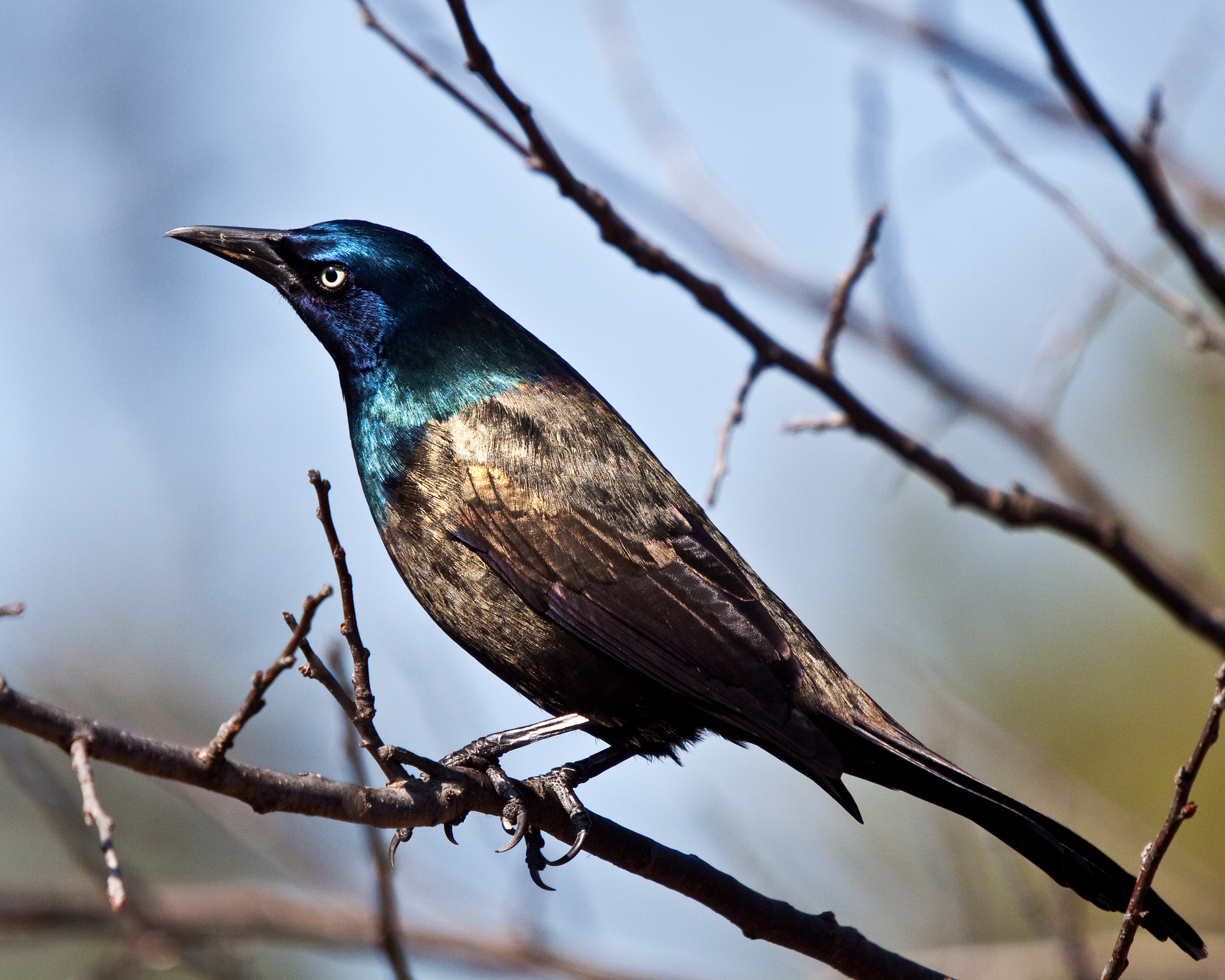 all about birds common grackle all about birds common grackle