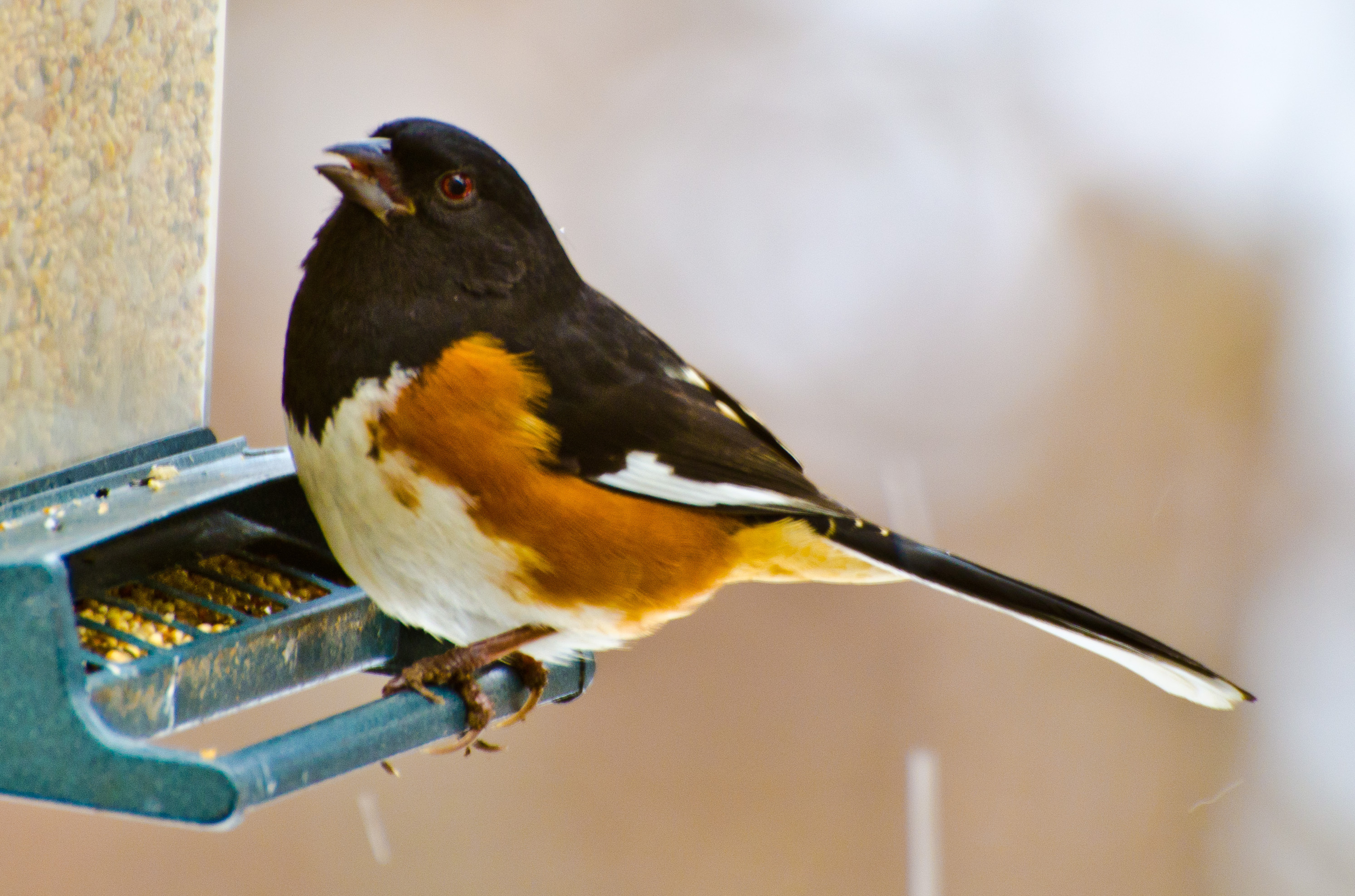 all about birds eastern towhee all about birds eastern towhee