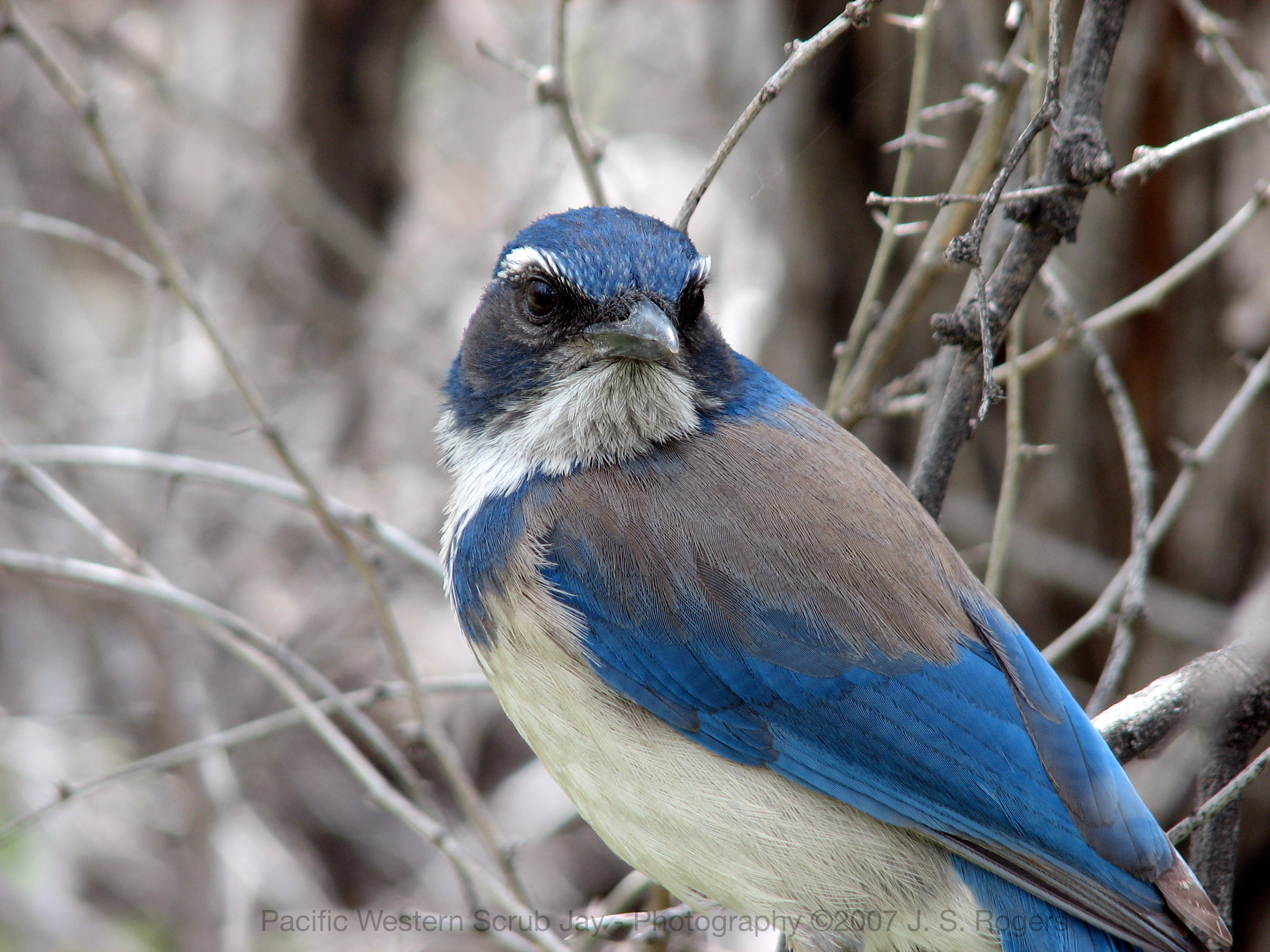 all about birds western scrub jay all about birds western scrub jay