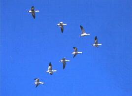 Marvin LeBlanc small busines speaker geese photo