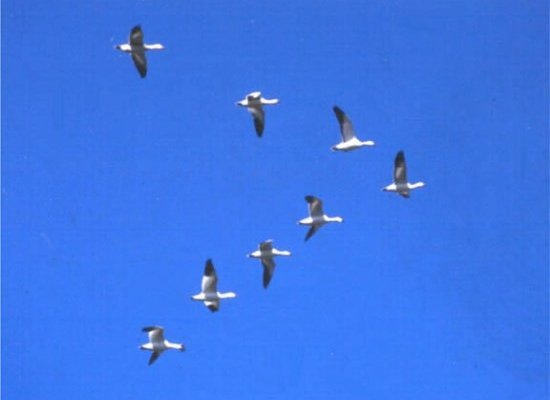 Marvin LeBlanc small busines speaker geese photo