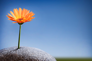 motivational business tip photo resized 600