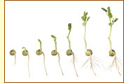 plant seeds