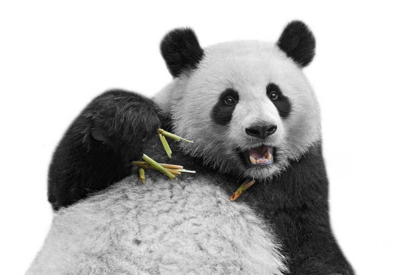 google panda 4.2 ¿Estás preparado para Google Panda 4.2?