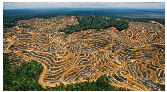 queda-no-desmatamento-na-amazonia-16-1