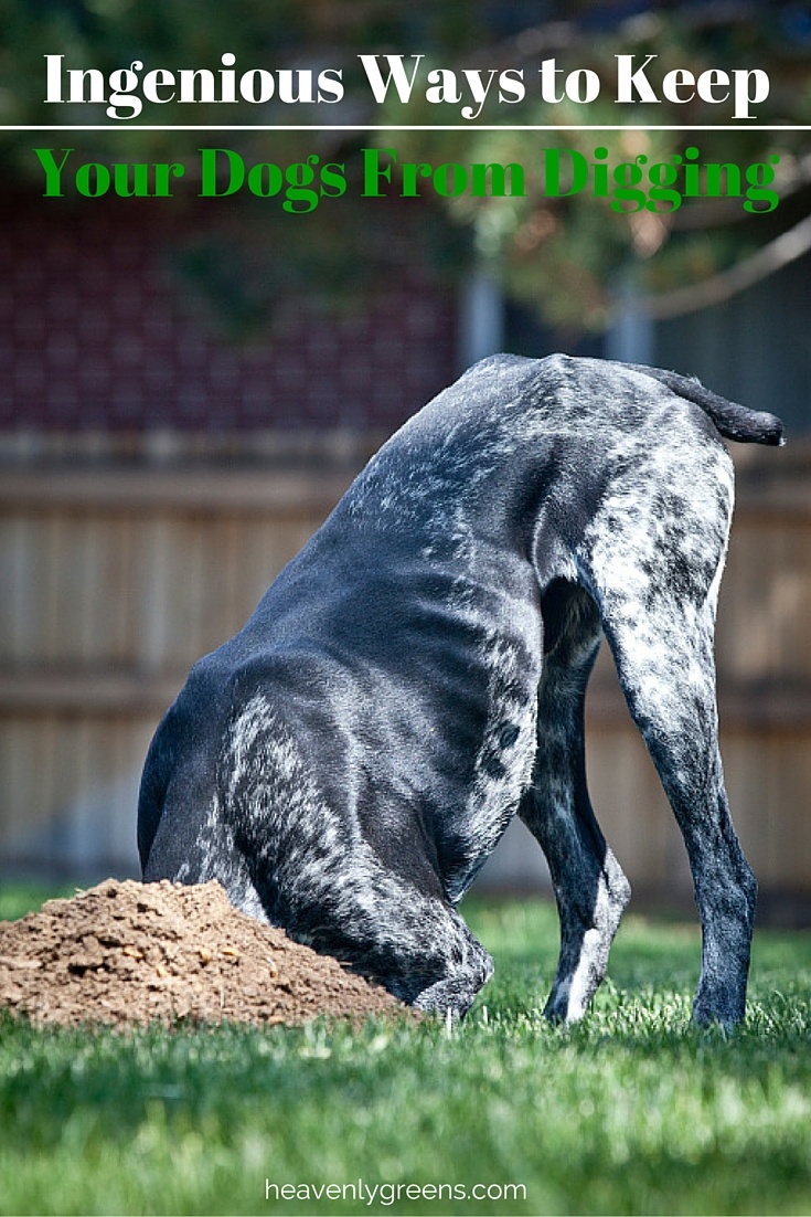 what smell deters dogs from digging