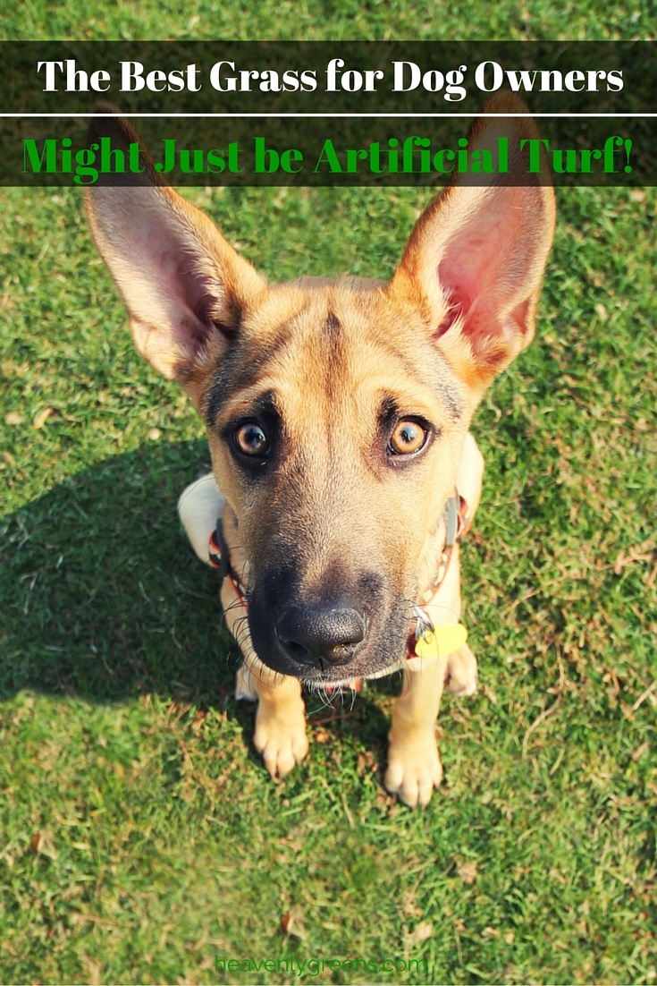 best grass for dogs artificial grass heavenly greens residential artificial grass best grass for dogs artificial grass heavenly greens residential artificial grass