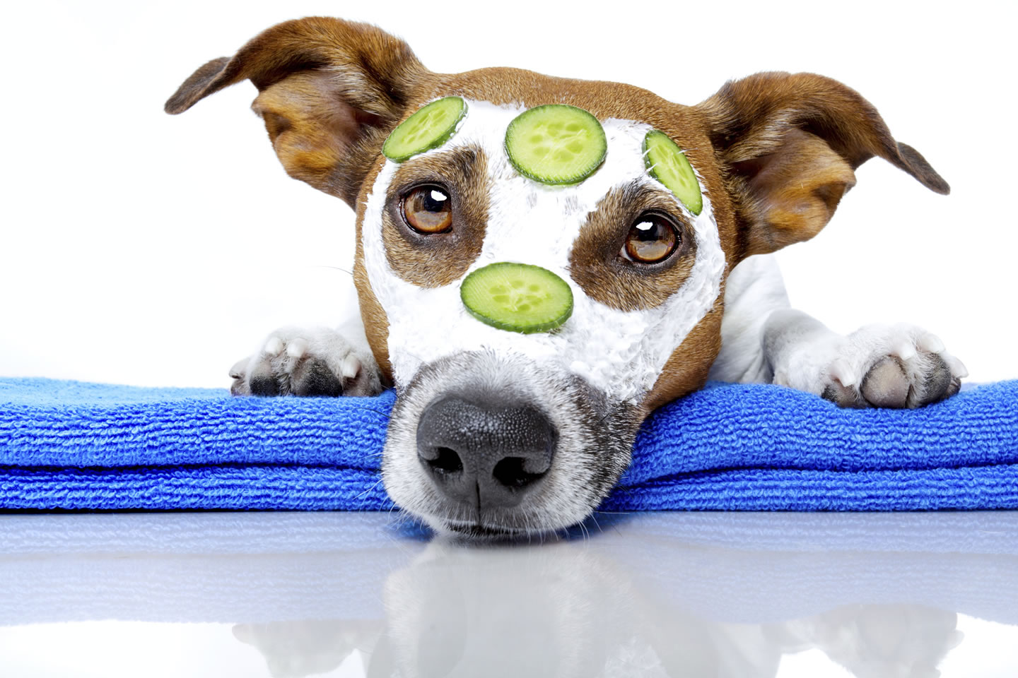 Pet Grooming for COPD Pet Grooming for COPD