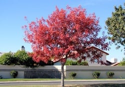 X 上的Arizona Pistachio：「Red Push Pistache Tree makes colorful landscaping    / X
