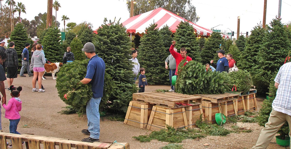 home depot christmas trees lot