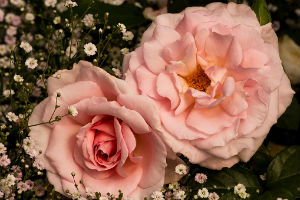 Kendal at Home Member Story: Creating an Antique Roseshow