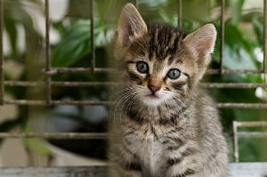 Kendal at Home Member Story: Starting a Neighborhood Feral Cat Program