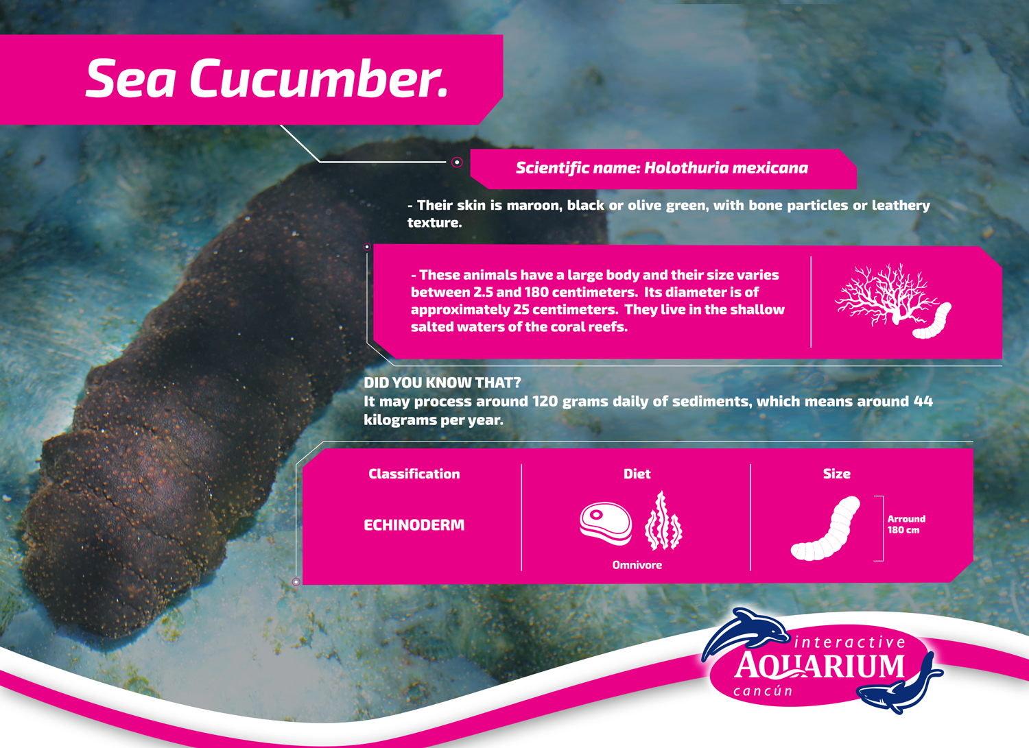 marine-invertebrates-interactive-aquarium-cancun