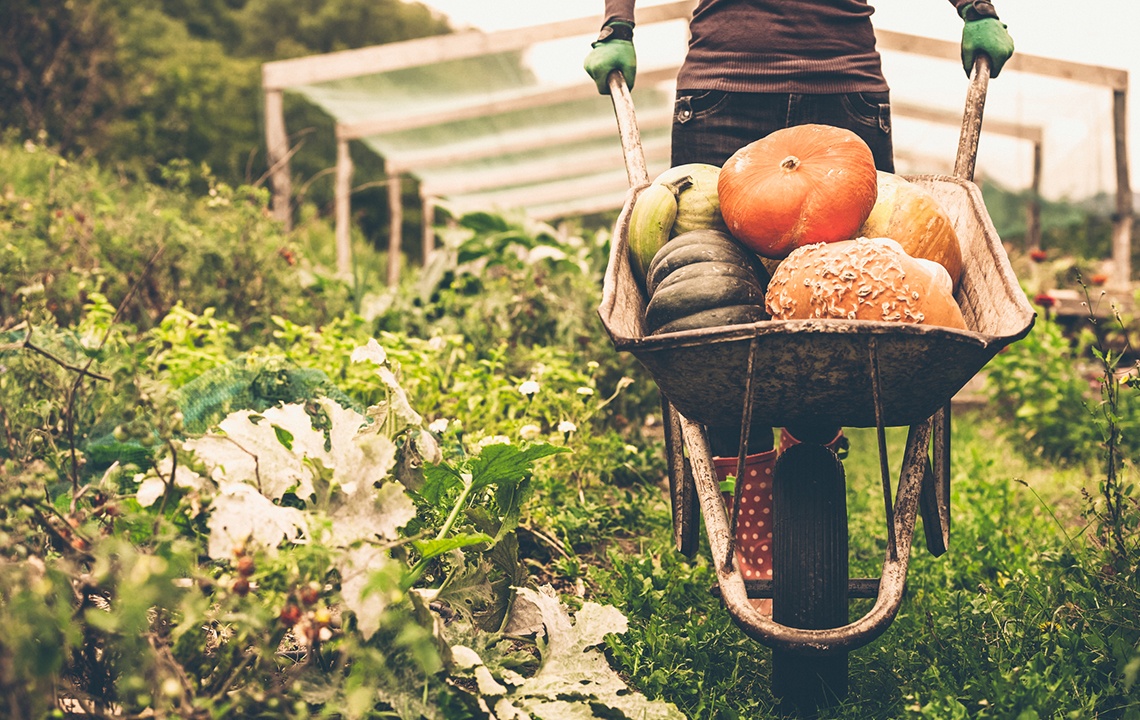 Five Food Preservation Methods to Help Extend Your Summer Garden