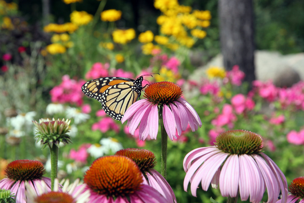 How to Plant a Pollinator Garden in the South