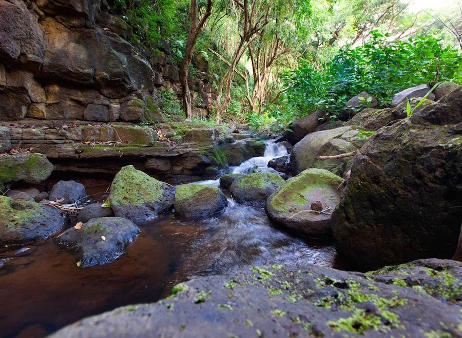 The landscape surrounding Brydeswood Ranch is pristine and lush, with the National Tropical Botanical Garden and the Olu Pua Gardens located just southeast of the estate. The landscape surrounding Brydeswood Ranch is pristine and lush, with the National Tropical Botanical Garden and the Olu Pua Gardens located just southeast of the estate.