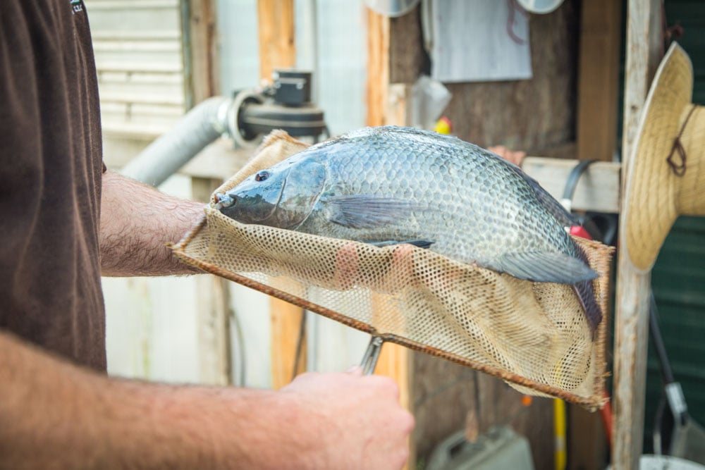 Aquaponics Vs Hydroponics tilapia net