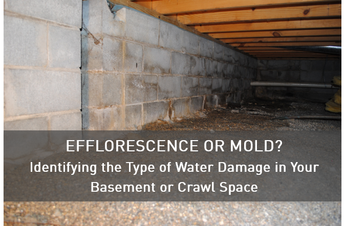 Efflorescence Or Mold Water Damage In Basements Or Crawl Spaces