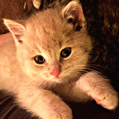 Can Cats Pass Illness To Humans Can Cats Pass Illness To Humans