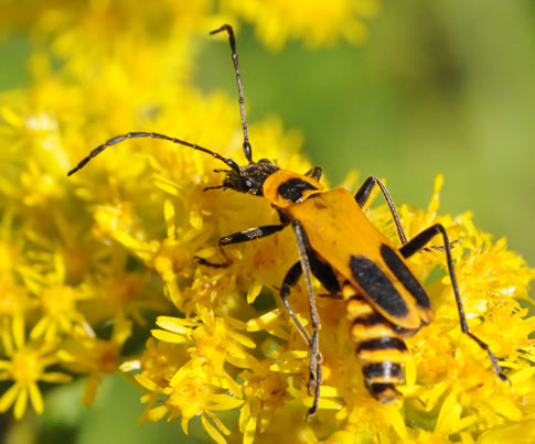 Omaha Insects-Are They Ever Helpful? They Just Bug Me! | CM's Outdoor