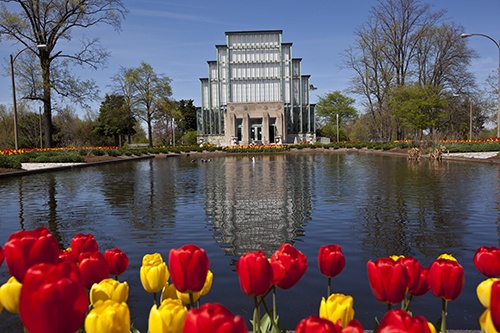 jewel box with tulips