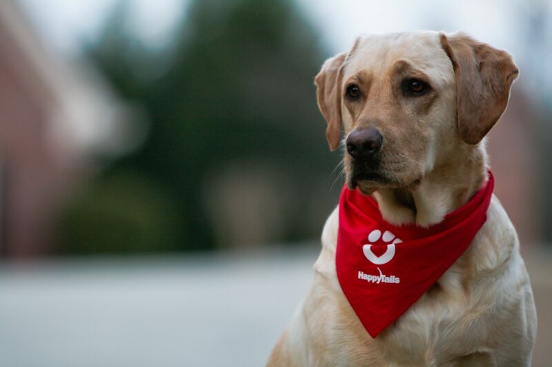 dogs for speech Therapy