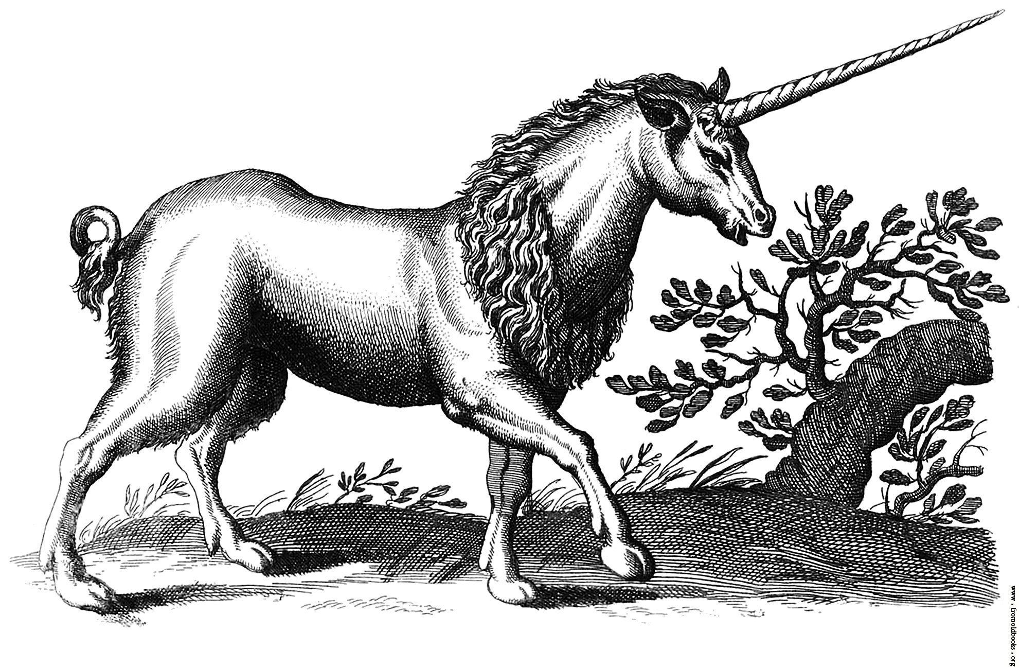 unicorn