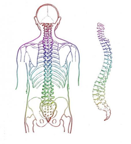 How Healthy is Your Backbone?