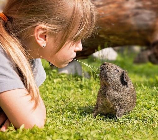 girl-outside-with-guinea-pig.jpg girl-outside-with-guinea-pig.jpg